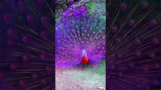 amazing peacock dance 🦚 video #shorts #youtubeshorts #shortvideo #sbyshorts