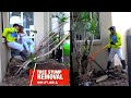 Tree and Stump Removal with a High Lift Jack and Chain | TOO EASY 💪