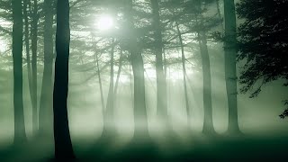 Into the Mystic Forest - Dark Ambient Relaxing Music for Sleep and Dreaming