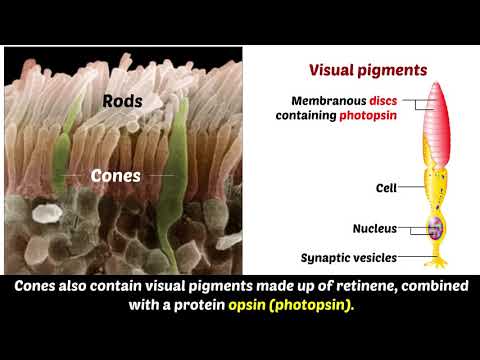 Which pigment is found in cones?
