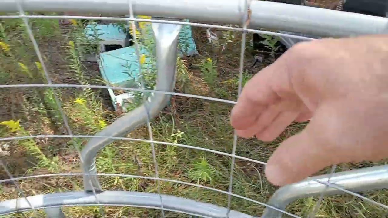 Simple Hog Trap Youtube