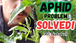 Aphid Control and Prevention |100% Natural - NO Pesticides|