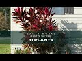 Ti Plants, habits and care Jacksonville - Florida