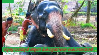 ഗുരുവായൂർ ആന കോട്ടയിലെ കൊമ്പന്മാർ ... #elephent #guruvayoor #video #song #kids