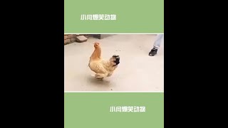 ##搞笑 #tiktok  #funny #LOL #funny video #shorts 集结吧光合创作者 #搞笑配音 #专治不开心 工地里挖掘机师傅都不会开挖掘机，指挥的比谁都厉害。