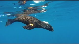 Rescued Guadalupe Fur Seal Returned | SeaWorld San Diego