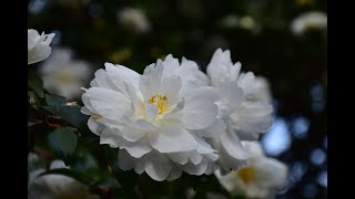 サザンカ咲く晩秋の花見山