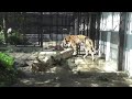 2020.5.17 宇都宮動物園☆アムールトラのルイくんとアズサちゃん_05