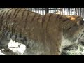 2020.5.17 宇都宮動物園☆アムールトラのルイくんとアズサちゃん_05