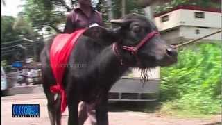 Tug Of War Winner Got Buffalo As Prize