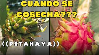 when is pitahaya harvested????? secrets of pitahaya