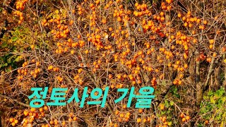 청계산정토사TV 보광스님 493호 정토사 가을 (ven.bokwang jeongtosa temple pure land buddhism) '24.11.14