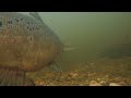 lašišos ruošia lizdą nerštui. salmon spawning