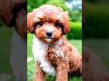 cavapoo puppy doing photo shoot #dog #cavapoopuppy #youtubeshorts