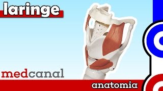 Laringe | ANATOMIA