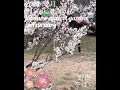 【2024年2月 大倉山公園梅林の梅の種類】japanese apricot garden in february