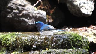 山中湖 大洞の泉のオオルリ（雄）の水浴び　その６２（4K60P動画）