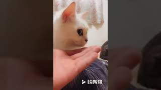 猫：干什么？给你个眼神自己体会！