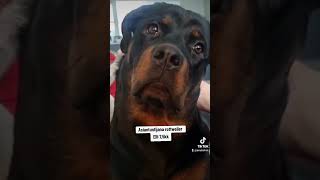 ROTTWEILER ELLI TEKI KEPPOSEN