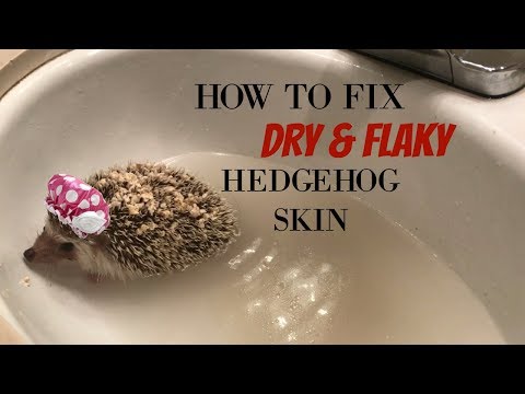How I Fix My Hedgehogs Dry/Flaky Skin! How I Fix My Hedgehogs Dry/Flaky Skin!
