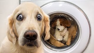 π Best Funny Dogs πΆ And Cats πΉ Of The Month -Try Not To Laugh Challenge 2020