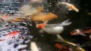 Fat Koi or Dropsy Koi or Pregnant.. not sure