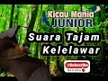 Suara Tajam Kelelawar - Kicau Mania Junior