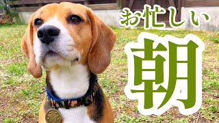 ビーグル犬の可愛いお見送り