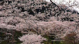 さくら　白鳥英美子　神奈川　津久井湖　桜