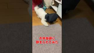 【パニック】出口を探すワンちゃん😍