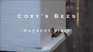 Coxy's Bees Episode 11