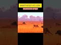 warthogs vs lion speed rurning land warthog speed 48km h shorts animals trending