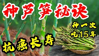 种芦笋 防癌长寿首选菜 种一次吃15年！抓住要点必成功！最适合后院种的多年生蔬菜！芦笋茁壮生长的几个小秘密尽在其中! How to Grow Asparagus Harvest for Years