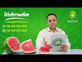 iranian watermelon buy export and import of watermelon from iran worldwide