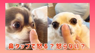 【流行り】🐶 鼻を何回タップしたら怒るのかをやってみたww #shorts #dog #Chihuahua【mero\u0026milk】【tiktok】