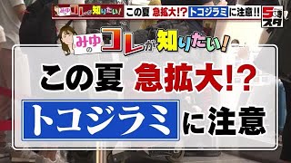 【旅行の最悪の土産】「トコジラミ」が夏に急増の恐れ　新型コロナ明けの規制緩和も影響 【コレが知りたい】(2023年5月26日)