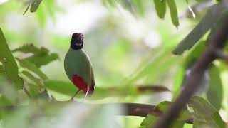 Hooded Pitta 2019