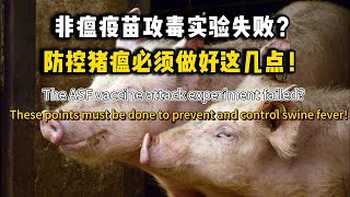 These points must be done to prevent and control swine fever!非瘟疫苗攻毒实验失败？防控猪瘟必须做好这几点！