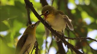 綠繡眼 🐦🐦 Zosterops japonicus