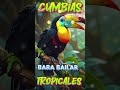 LO MAS NUEVO CUMBIAS TROPICALES 2024🌴CUMBIAS PARA BAILAR🍉FITO OLIVARES,ACAPULCO TROPICAL,COSTA BRA