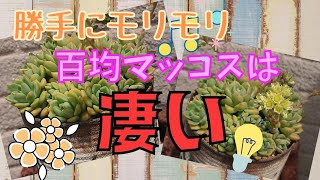 ｟多肉｠百均多肉で1番増える⁉️強くて安い、オレンジ多肉の優等生🎓✨｟植物｠