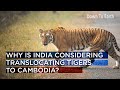 Why is India considering translocating tigers to Cambodia?