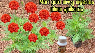 Mari gold ദിവസങ്ങൾക്കുള്ളിൽ തഴച്ചുവളരാൻ ഇതൊരു നുള്ള് ചുവട്ടിൽ ഇട്ടാൽ# Kerala gardening ideas