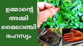 Natural Henna Paste(secret of dark color)-In Traditional Way-ഉമ്മാന്റെ മൈലാഞ്ചി മൊഞ്ചിന്റെ രഹസ്യം