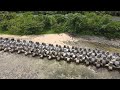 Drone footage of some tetrapods in Marabut, Samar