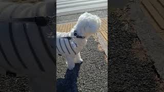 最高傑作の遠吠えに大満足する犬#shorts #マルチーズ#愛犬#犬のいる暮らし