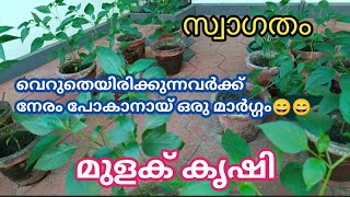 മുളക് കൃഷി / വെറുതെയിരിക്കുന്നവർക്ക് നേരം പോകാനായ് ഒരു മാർഗ്ഗം!