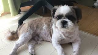 【シーズー】バリカンしたら散歩してもハーハーしなくなった！【shih tzu】