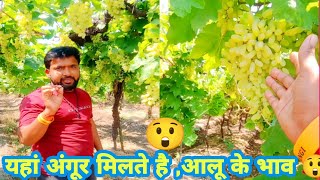 यहां अंगूर मिलते है ,आलू के भाव 😲 || Grapes farming