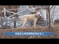 7 精神小狗 狗 家有傻狗 忠犬 狗是人类最忠诚的朋友 文明养犬 宠物